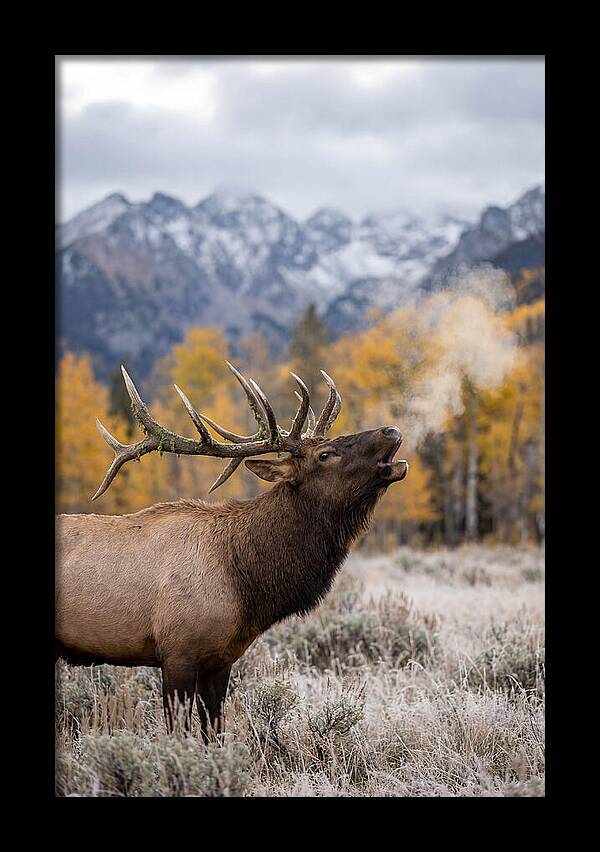 Elk Bull Bugling