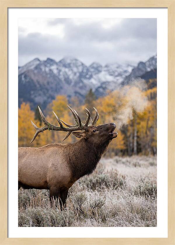 Elk Bull Bugling