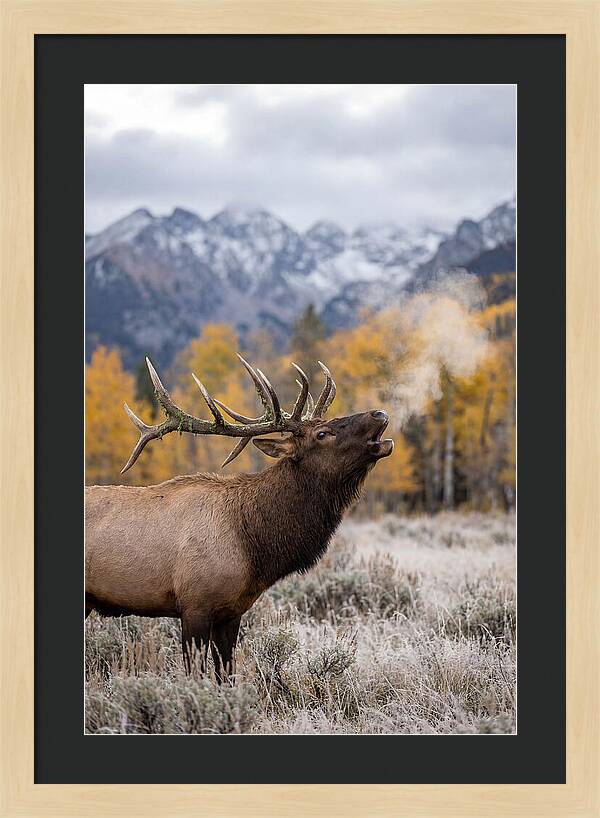 Elk Bull Bugling