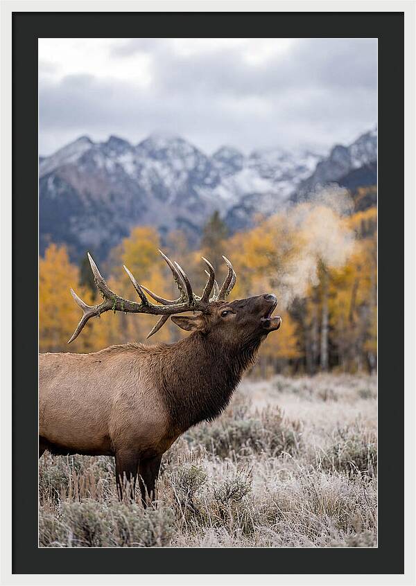 Elk Bull Bugling