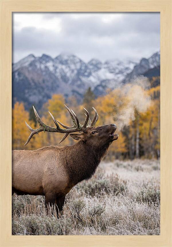 Elk Bull Bugling
