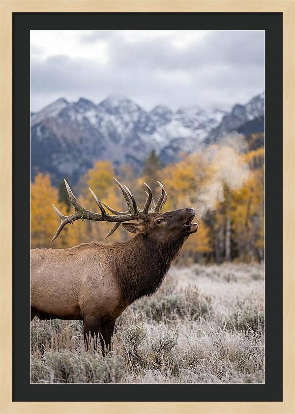 Elk Bull Bugling