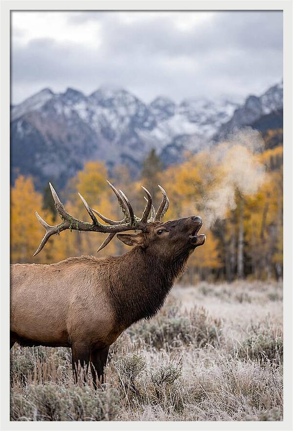 Elk Bull Bugling