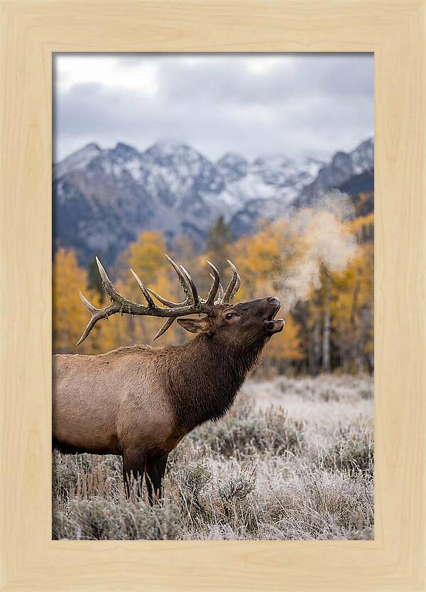 Elk Bull Bugling