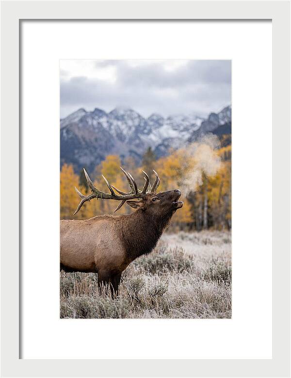 Elk Bull Bugling