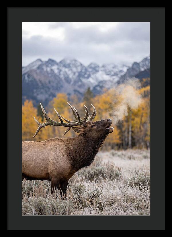 Elk Bull Bugling