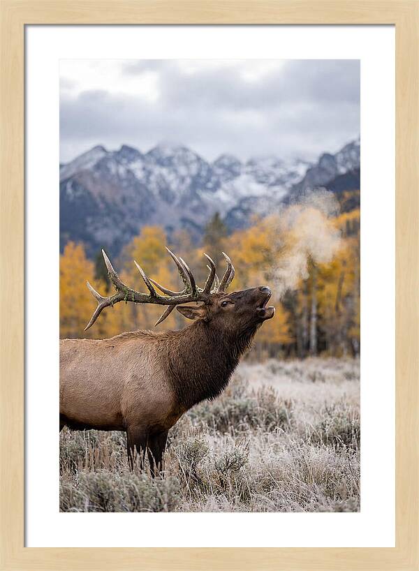 Elk Bull Bugling