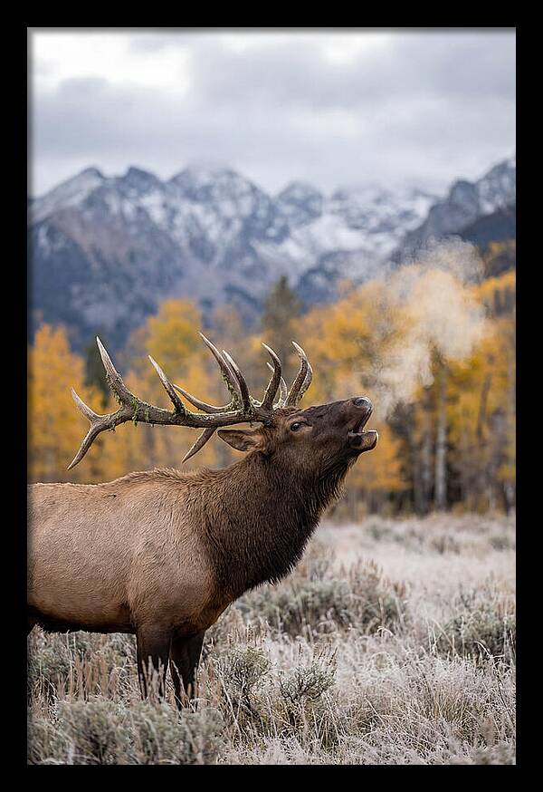 Elk Bull Bugling