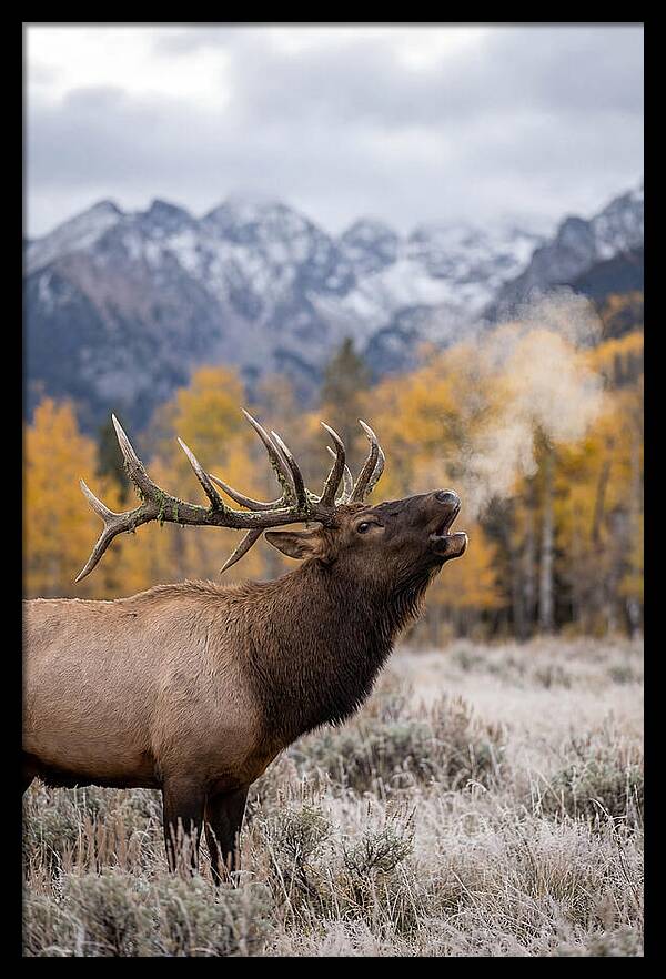 Elk Bull Bugling