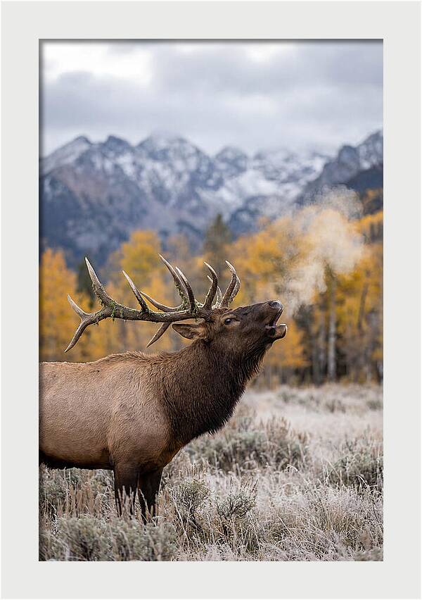 Elk Bull Bugling