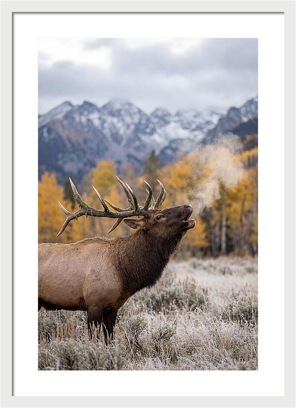 Elk Bull Bugling