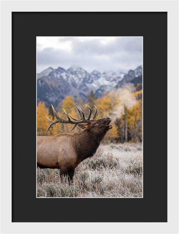 Elk Bull Bugling