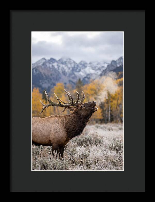 Elk Bull Bugling