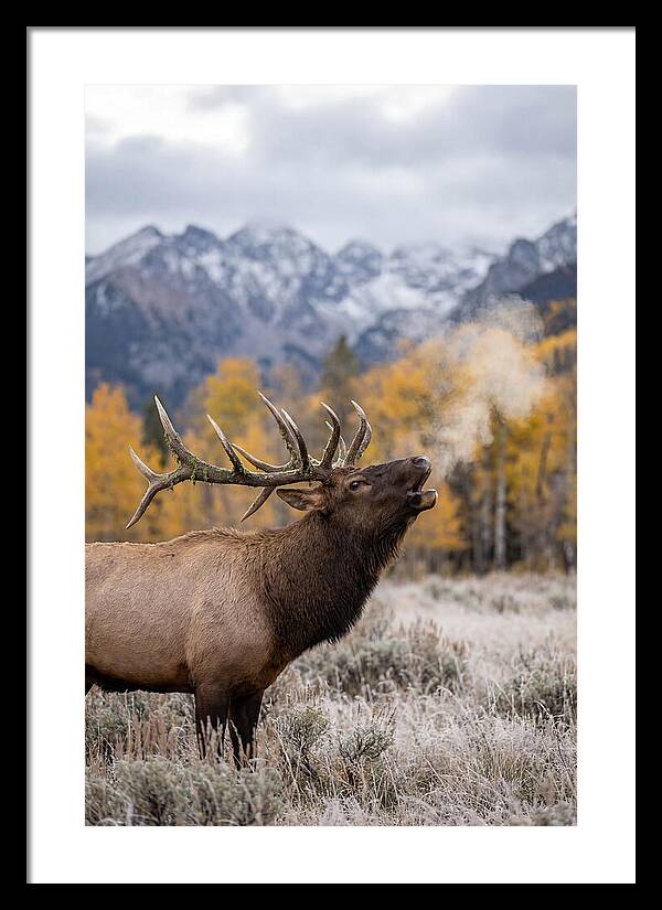 Elk Bull Bugling