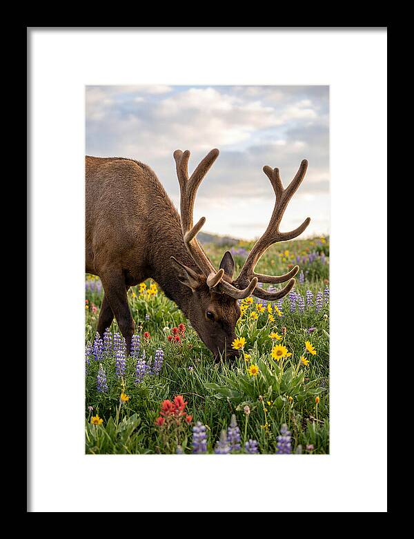 Elk Grazing Among Wildflowers