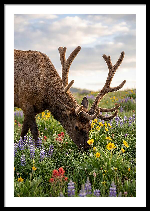 Elk Grazing Among Wildflowers