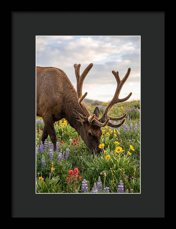 Elk Grazing Among Wildflowers