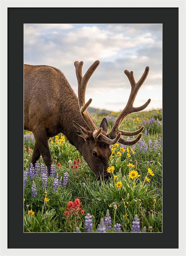 Elk Grazing Among Wildflowers