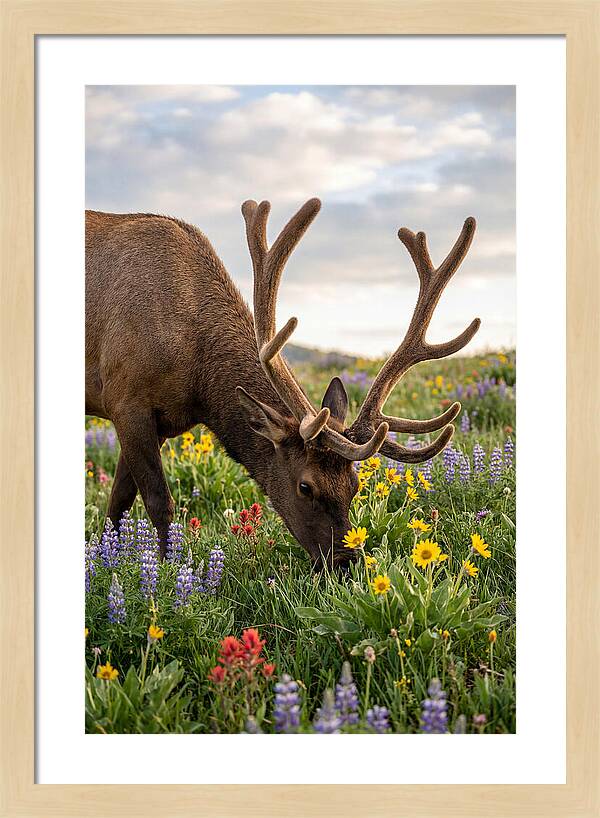 Elk Grazing Among Wildflowers
