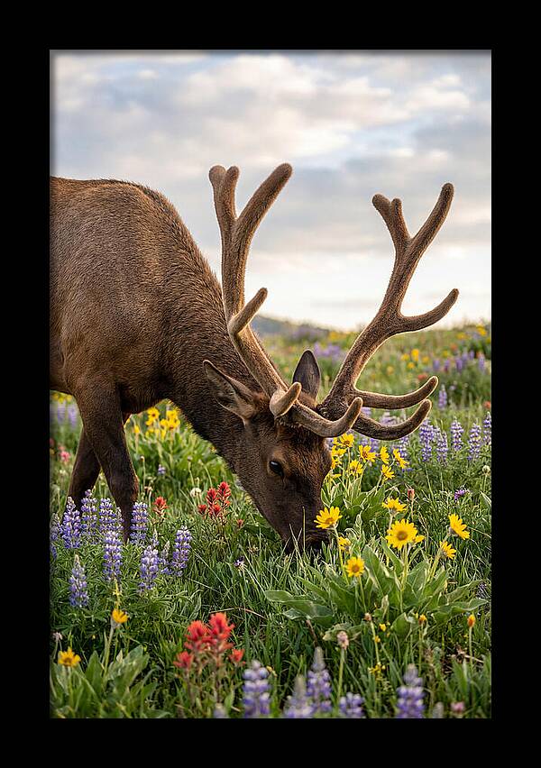 Elk Grazing Among Wildflowers