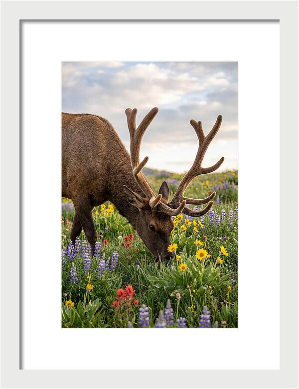 Elk Grazing Among Wildflowers