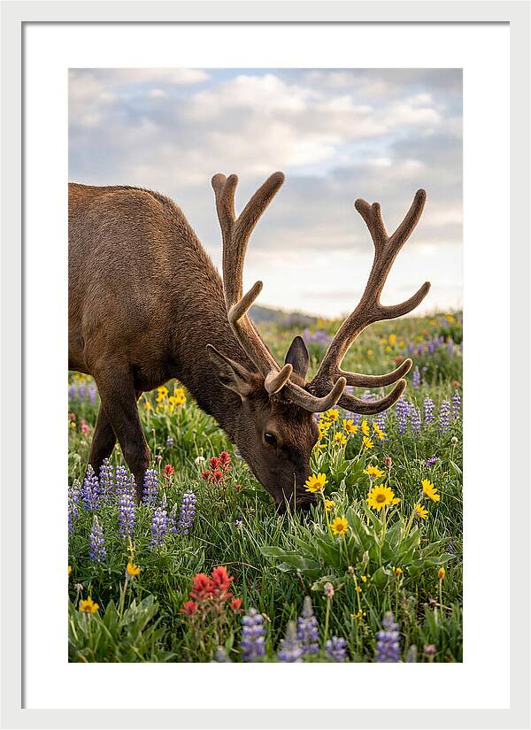 Elk Grazing Among Wildflowers
