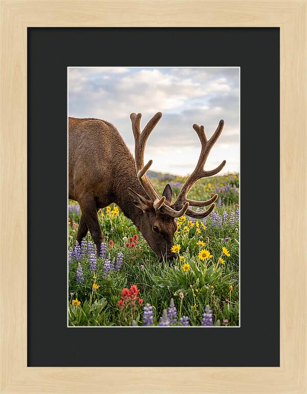 Elk Grazing Among Wildflowers