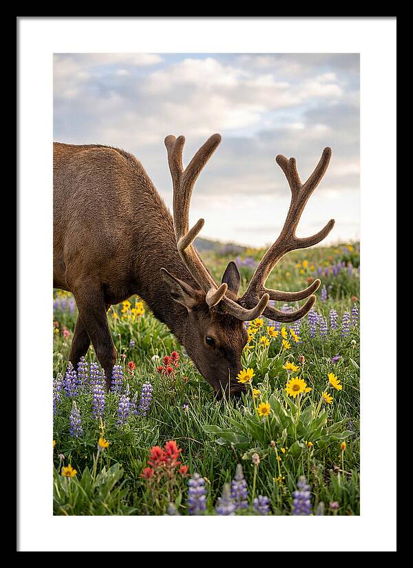 Elk Grazing Among Wildflowers