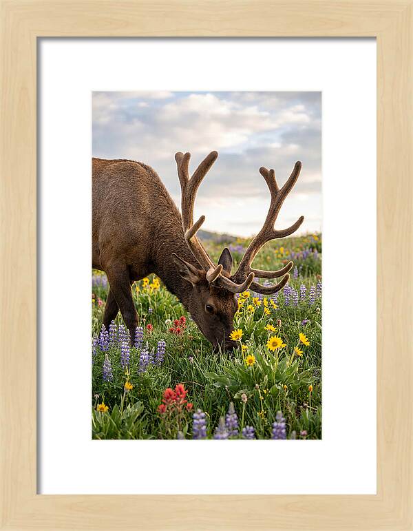 Elk Grazing Among Wildflowers