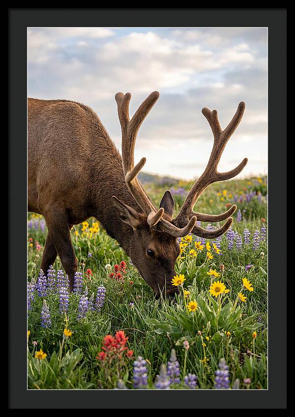 Elk Grazing Among Wildflowers