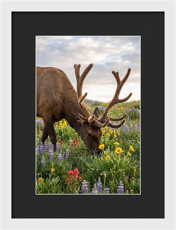 Elk Grazing Among Wildflowers