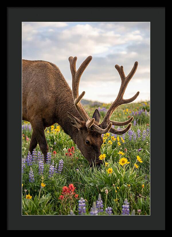 Elk Grazing Among Wildflowers