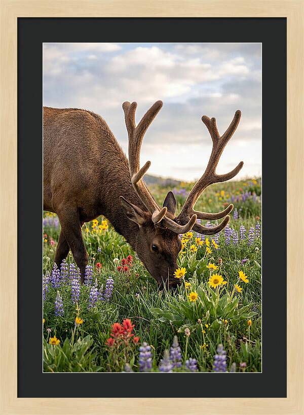 Elk Grazing Among Wildflowers