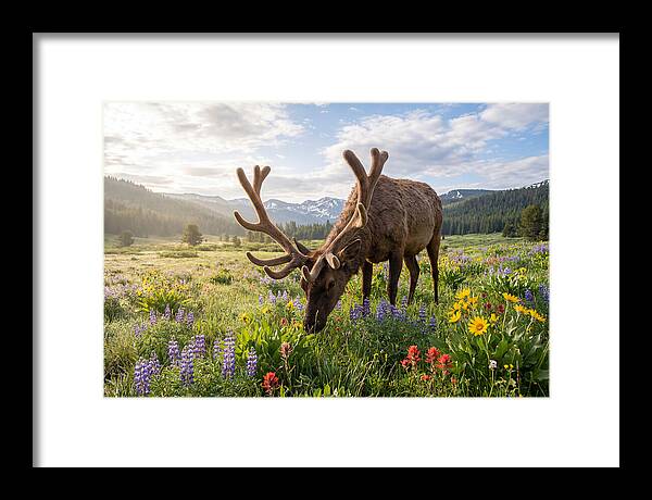 Elk Grazing In Blooming Meadow