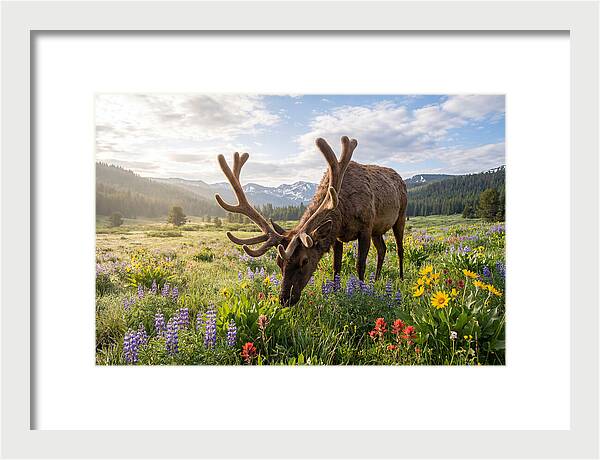 Elk Grazing In Blooming Meadow