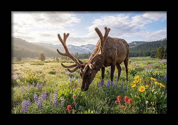 Elk Grazing In Blooming Meadow