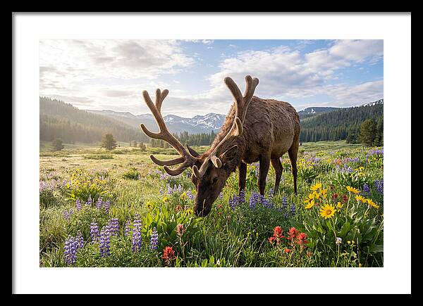 Elk Grazing In Blooming Meadow