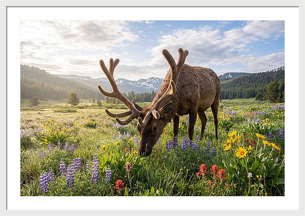Elk Grazing In Blooming Meadow