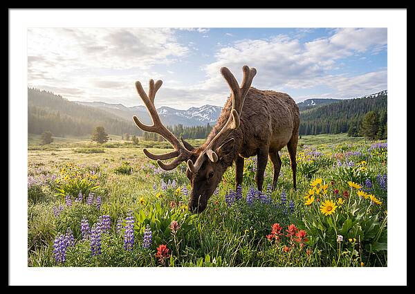Elk Grazing In Blooming Meadow
