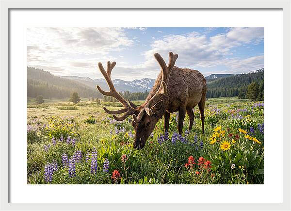 Elk Grazing In Blooming Meadow
