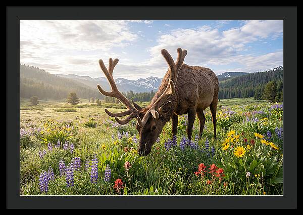Elk Grazing In Blooming Meadow
