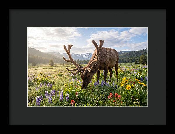 Elk Grazing In Blooming Meadow