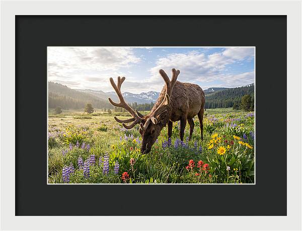 Elk Grazing In Blooming Meadow