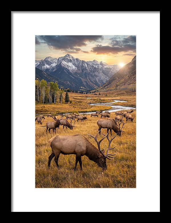 Elk Herd Grazing At Sunset