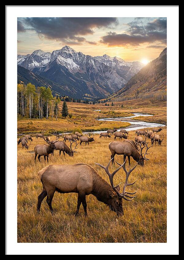 Elk Herd Grazing At Sunset