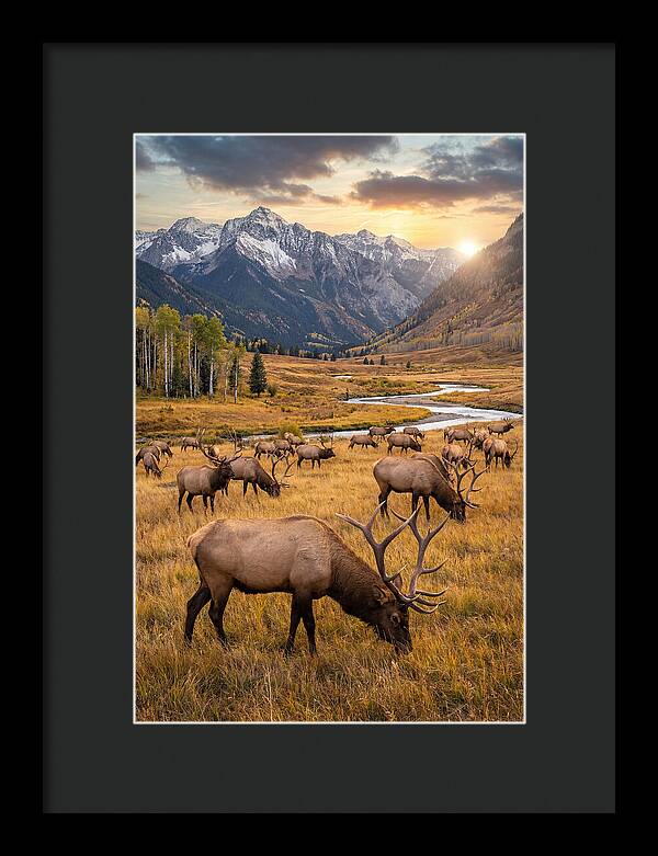 Elk Herd Grazing At Sunset