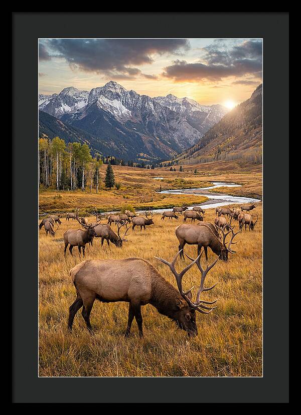 Elk Herd Grazing At Sunset