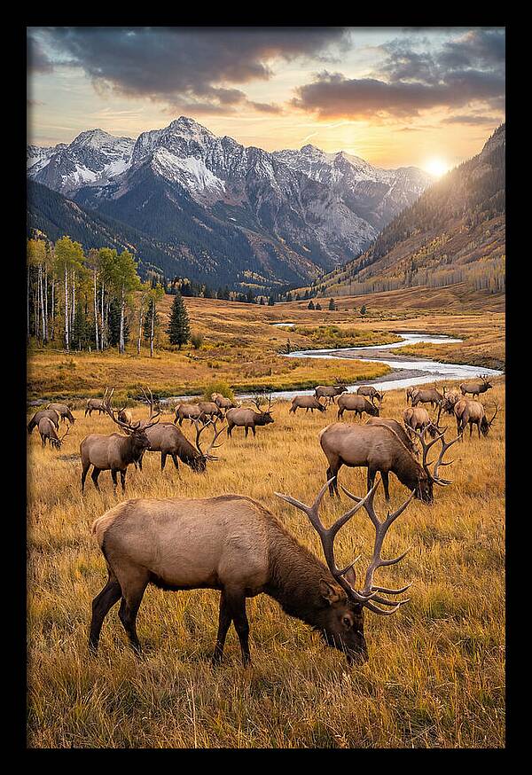 Elk Herd Grazing At Sunset