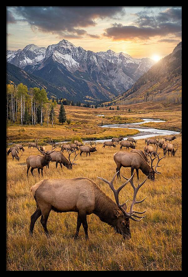 Elk Herd Grazing At Sunset