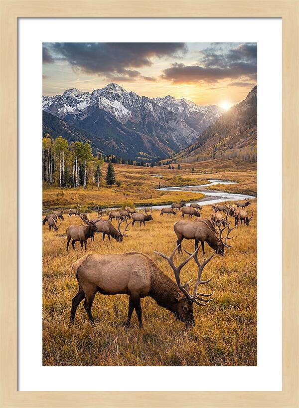 Elk Herd Grazing At Sunset